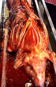 Yorkshire - pig6